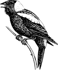 Bobolink