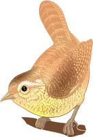 Eurasian wren (Troglodytes troglodytes)
