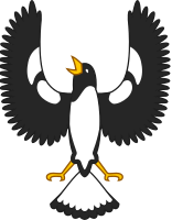 Piping shrike