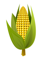 Corn
