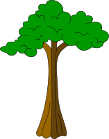 Silk cotton tree