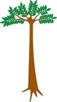 Okoume tree