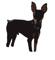 MinPin Puppy