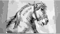 Horse Drawing