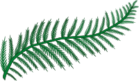 Fern