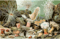 Actiniaria