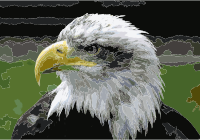Bald.eagle.closeup.arp-sh.750pix