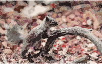 Japanese Squirrel WUXGA