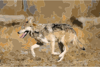 Mexican Wolf 2 yfb-edit 1