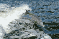 Tursiops truncatus 01