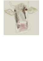 Cow warily staring at wanderers passing by