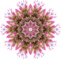 Wildflower kaleidoscope 3