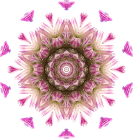 Wildflower kaleidoscope 4