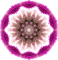 Wildflower kaleidoscope 5