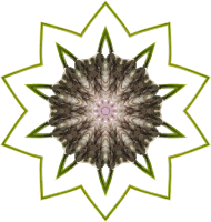 Wildflower kaleidoscope 9