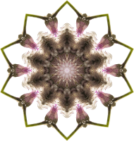 Wildflower kaleidoscope 8