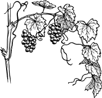 Grapevine 1