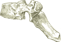 A human dorsal or thoracic spine or Vertebra