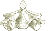 Axis -Human second cervical Vertebra or Spine (HD)