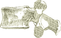 A human Lumbar spine or Vertebra
