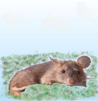 Sunbathing Rat
