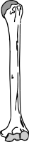 A human Humerus Arm bone