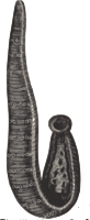 Medical leech