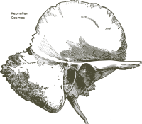 Human temporal bone - Ear bone