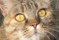 Cat's Eyes