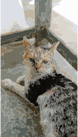 Kitty cat