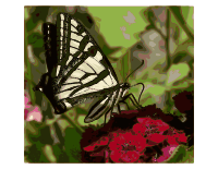 Western Tiger Swallowtail Butterfly