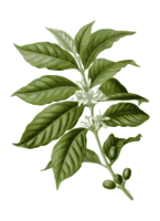coffee leaves