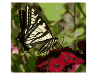 Western Tiger Swallowtail Butterfly - Enhanced color
