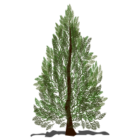 Pine tree