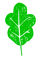 Lettuce