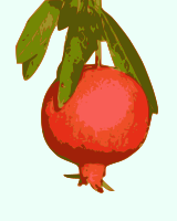 pomegranate