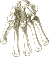 Bones in Human hand