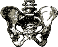Complete Human Pelvic bone