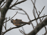 meadow bunting 02
