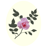 pink rose