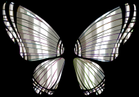 RGB Butterfly Silhouette 10 13