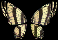 RGB Butterfly Silhouette 10 15