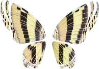 RGB Butterfly Silhouette 10 15 No Background