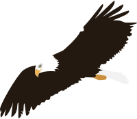 Soaring Eagle (no background)