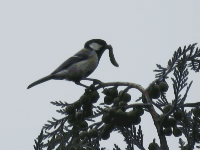 Japanese tit