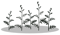 fern-silhouette