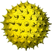 Pollen 2