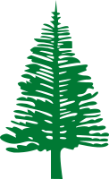 Norfolk Island Pine