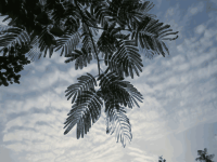 pink silk tree-合歓木