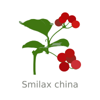 Smilax china